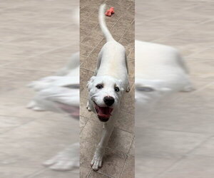 Siberian Husky-Unknown Mix Dogs for adoption in Augusta, GA, USA