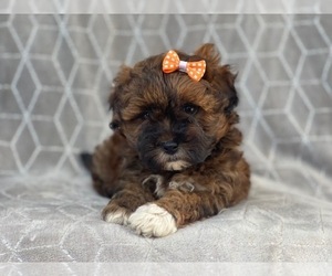Havanese-ShihPoo Mix Puppy for sale in LAKELAND, FL, USA