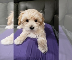 Maltipoo Puppy for sale in SICILY ISLAND, LA, USA