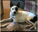 Small #1 Pembroke Welsh Corgi Mix