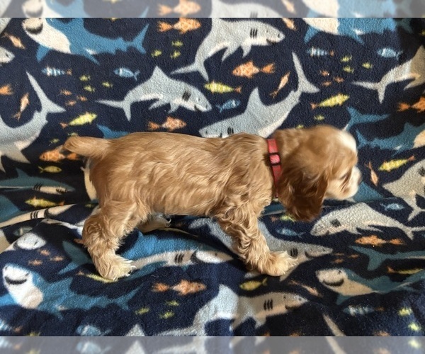 Medium Photo #22 Cocker Spaniel Puppy For Sale in COLBERT, GA, USA