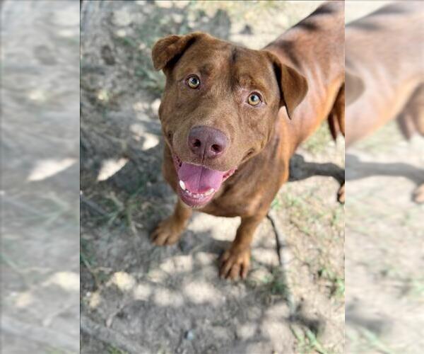 Medium Photo #2 Labrador Retriever-Unknown Mix Puppy For Sale in Conroe, TX, USA