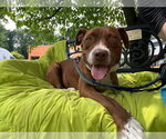 Small #1 Mutt