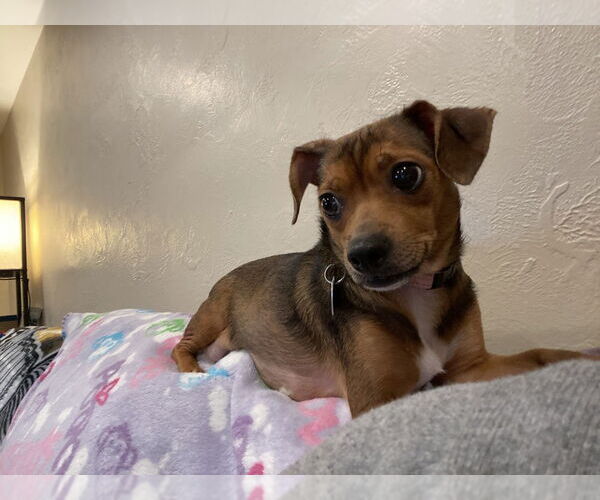 Medium Photo #4 Chihuahua-Unknown Mix Puppy For Sale in Springdale, PA, USA