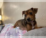 Small #3 Chihuahua Mix