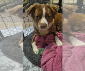 Mutt Dogs for adoption in New London, WI, USA
