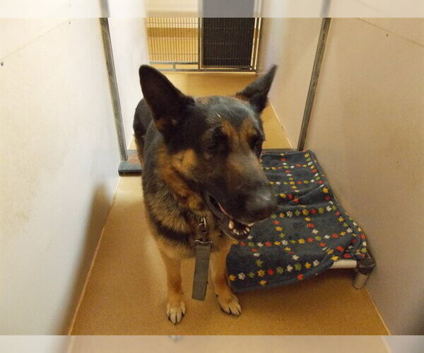 Medium Photo #1 German Shepherd Dog Puppy For Sale in Martinez, CA, USA