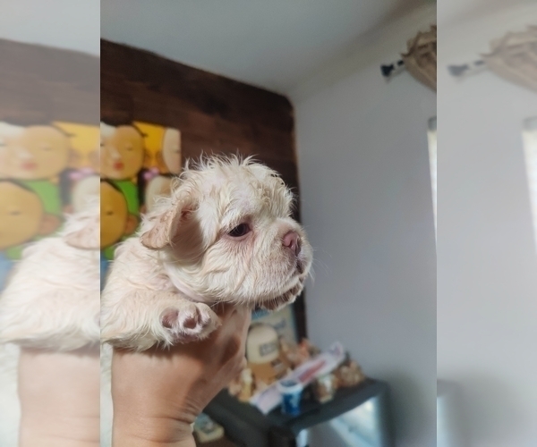 Medium Photo #34 French Bulldog Puppy For Sale in HIGHLAND VILL, TX, USA