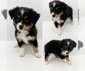 Miniature Australian Shepherd Puppy for sale in BROOKER, FL, USA