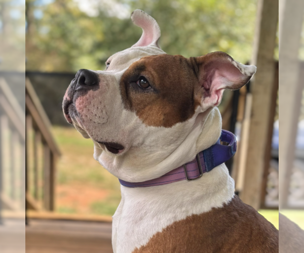 Medium Photo #1 American Bully Puppy For Sale in VILLA RICA, GA, USA