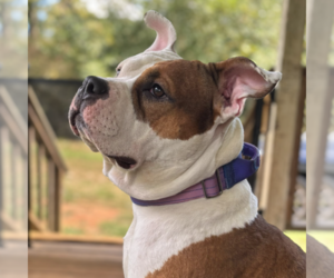Mother of the American Bully puppies born on 07/03/2026