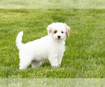 Small #1 Goldendoodle (Miniature)