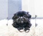 Small Photo #4 Shih Tzu Puppy For Sale in SYRACUSE, IN, USA