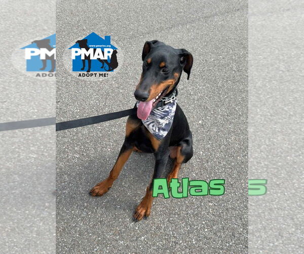 Medium Photo #1 Doberman Pinscher Puppy For Sale in Binghamton, NY, USA