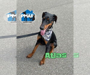 Doberman Pinscher Dogs for adoption in Binghamton, NY, USA