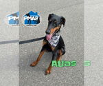 Small Doberman Pinscher