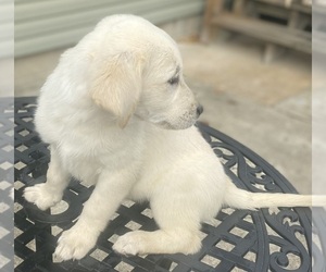 English Cream Golden Retriever-Golden Labrador Mix Puppy for sale in LAWRENCEVILLE, IL, USA