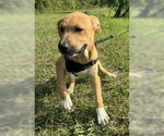 Small #4 Labrador Retriever Mix