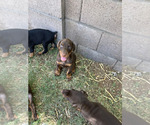 Small Photo #8 Doberman Pinscher Puppy For Sale in PHOENIX, AZ, USA