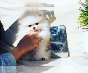 Pomeranian Puppy for sale in CHINO HILLS, CA, USA