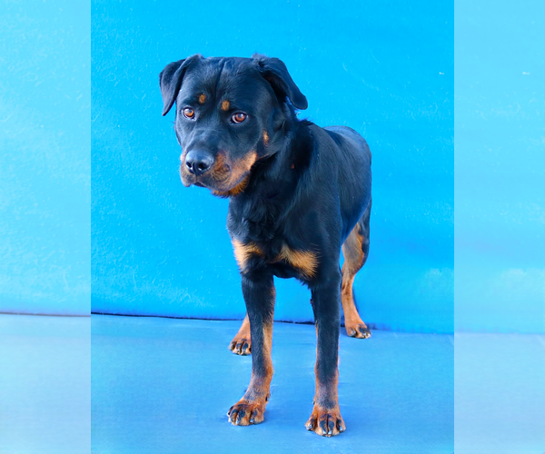 Medium Photo #1 Rottweiler-Unknown Mix Puppy For Sale in Pasadena, CA, USA
