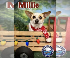 Millie - Female Chihuahua-Unknown Mix Dog for Adoption - Photo #4