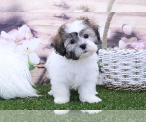 Zuchon Puppy for sale in MARIETTA, GA, USA