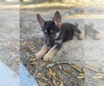 Small Photo #10 German Shepherd Dog Puppy For Sale in PENSACOLA, FL, USA