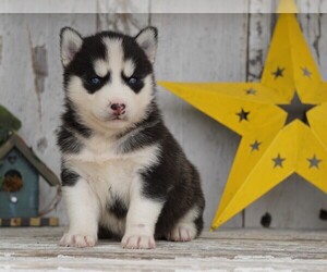 Siberian Husky Puppy for sale in FREDERICKSBG, OH, USA