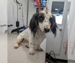 Small #1 Dachshund Mix