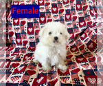 Small Maltipoo