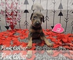 Puppy PINK COLLAR Doberman Pinscher