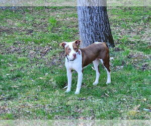 Enzo - Male American Pit Bull Terrier-Unknown Mix Dog for Adoption - Photo #4