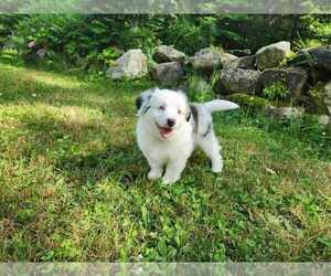 Miniature American Shepherd Puppy for sale in SANDOWN, NH, USA