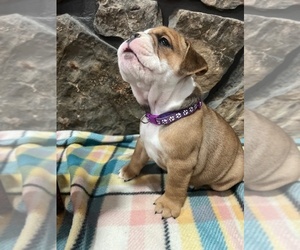 Olde English Bulldogge Puppy for sale in MCMINNVILLE, TN, USA