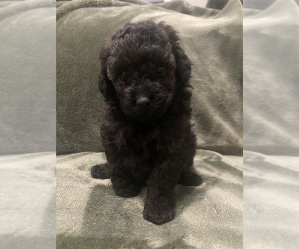 Medium Photo #1 Poodle (Toy) Puppy For Sale in EUDORA, KS, USA