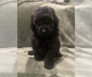 Poodle (Toy) Puppy for sale in EUDORA, KS, USA