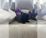 Small #2 French Bulldog