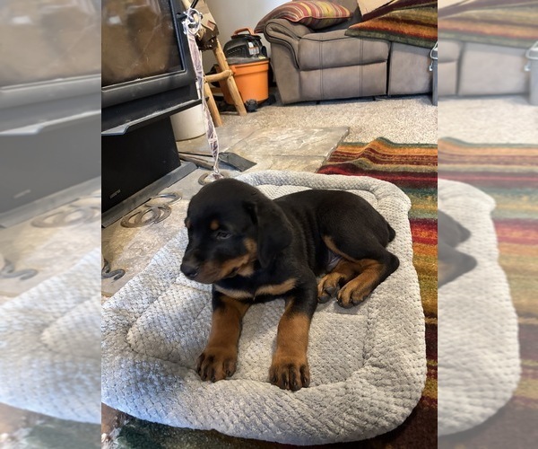 Medium Photo #3 Rottweiler Puppy For Sale in WHITNEY, NE, USA
