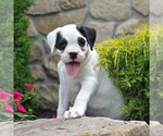 Small Photo #2 Boxer Puppy For Sale in BIRD IN HAND, PA, USA