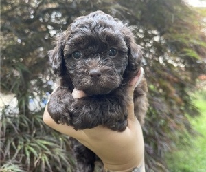 Shih-Poo Puppy for sale in FRAMINGHAM, MA, USA
