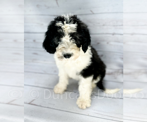 Medium Sheepadoodle