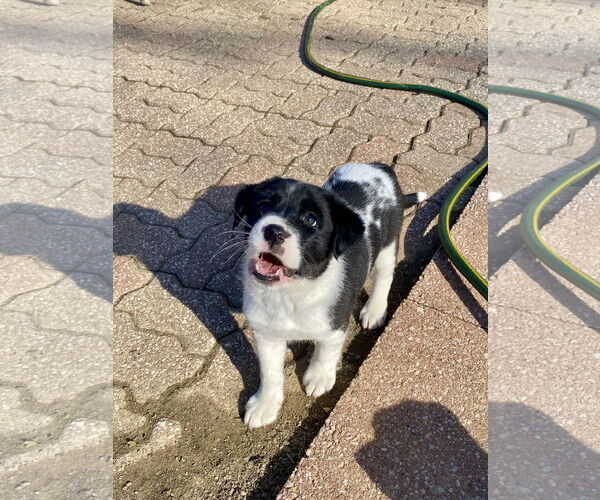 Medium Photo #2 Border Collie-Unknown Mix Puppy For Sale in Hillsboro, MO, USA