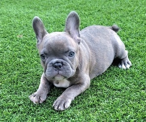 French Bulldog Puppy for sale in LAS VEGAS, NV, USA