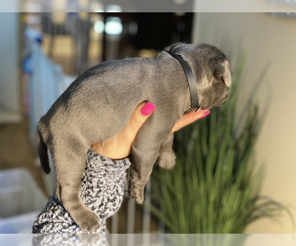 Medium Photo #7 American Bully Puppy For Sale in OVERLAND, KS, USA