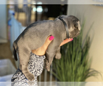 Small Photo #7 American Bully Puppy For Sale in OVERLAND, KS, USA