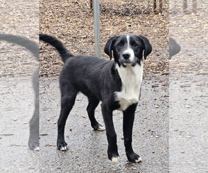 Ricky - Male Labrador Retriever Dog for Adoption - Photo #10