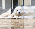 Small Photo #12 Great Pyrenees Puppy For Sale in CLEBURNE, TX, USA