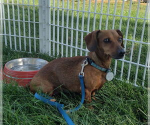 Dachshund Dogs for adoption in Sioux Falls, SD, USA