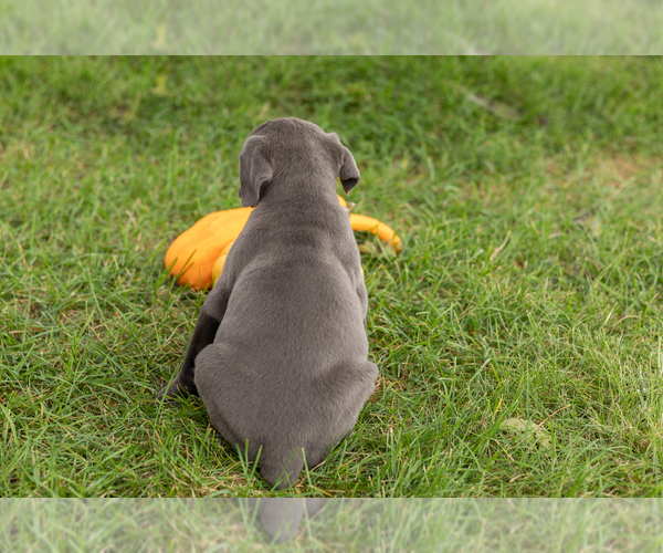 Medium Photo #4 Cane Corso Puppy For Sale in BOURBON, IN, USA
